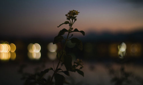 Close-up of flowering plant against sky at sunset