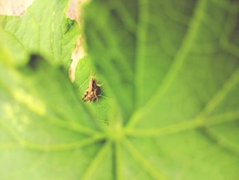 Close-up of insect on leaf