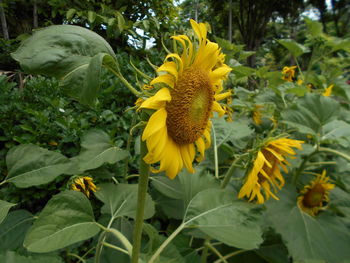 Close-up of sunflower