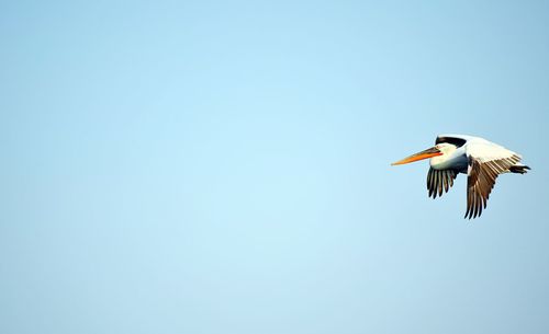 Bird flying against clear blue sky