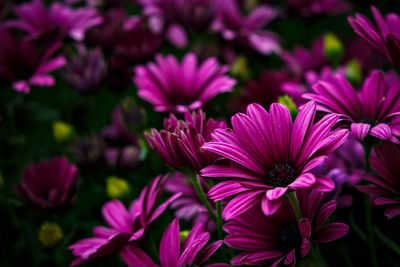 Close-up of pink flowers blooming outdoors