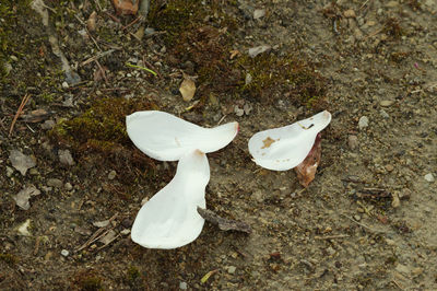 High angle view of white mushroom on field