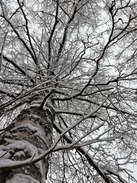 Low angle view of bare tree in winter