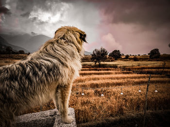 View of dog on field against sky