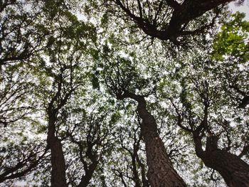 Low angle view of trees