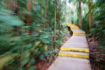 Narrow walkway along trees