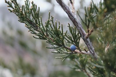 Close-up of fruit growing on tree