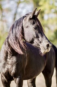 Arabian mare 