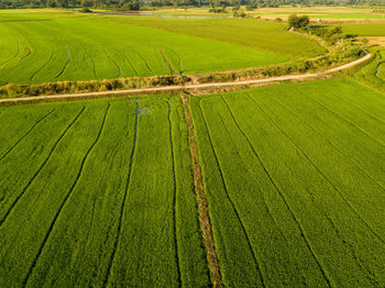 Scenic view of agricultural field