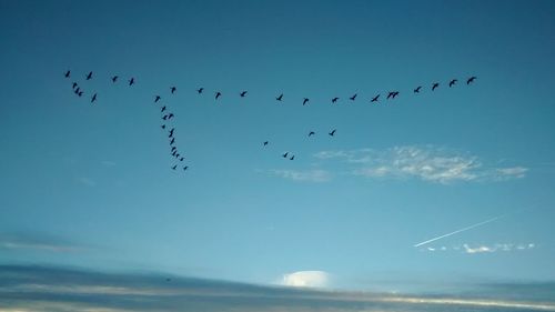 Flock of birds flying against sky