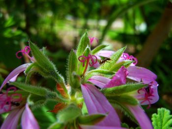 Close-up of pink flowers blooming outdoors