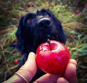 Close-up of hand holding apple