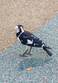 High angle view of bird on road