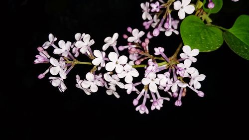 Close-up of white flowers blooming on tree