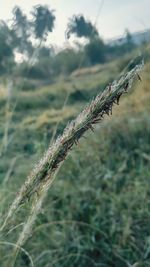 Close-up of spider web on plant