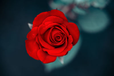 Close-up of red rose against white background