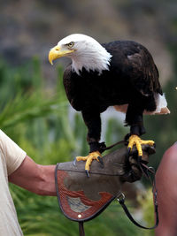 Bald eagle perching on hand