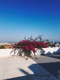 View of flowering plants against clear sky