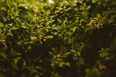 Close-up of plants