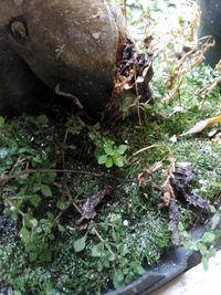 Close-up of moss growing on rock