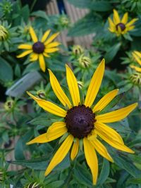 Close-up of yellow flower