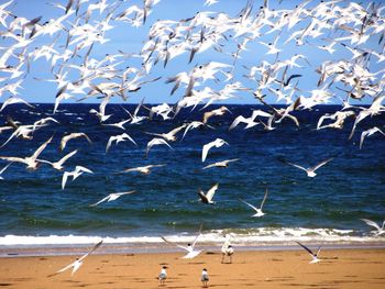 Flock of birds flying at sea shore against sky