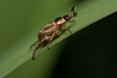 An oriental beetle walking up the leaf blade of a flower.