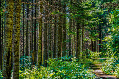 Pine trees in forest