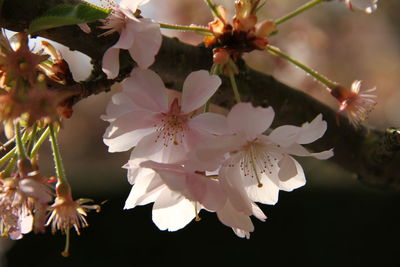 Close-up of flowers
