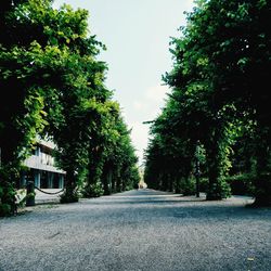 Road amidst trees and buildings against sky