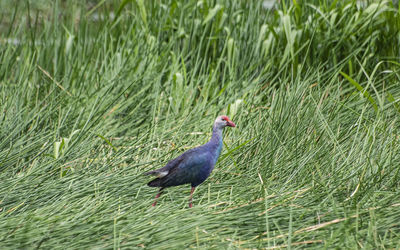 Side view of a bird on field