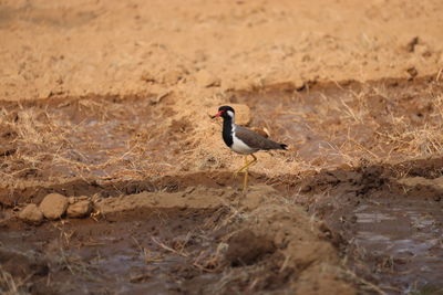 Bird perching on a field