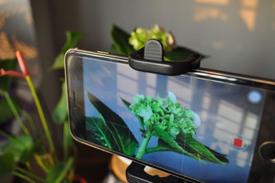 Close-up of potted plant on mobile phone