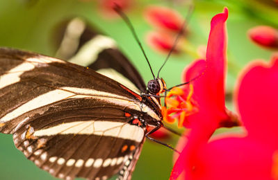 Close-up of butterfly pollinating on flower