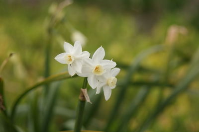 Close-up of white flowering plant