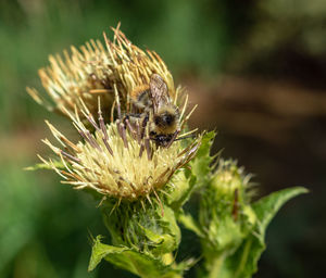 Close-up of insect on flower