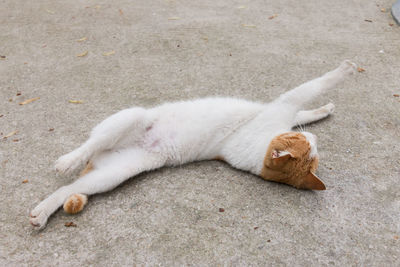 High angle view of cat stretching on street