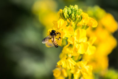 Close-up of insect on yellow flower