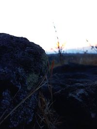 Close-up of rocks on field against clear sky