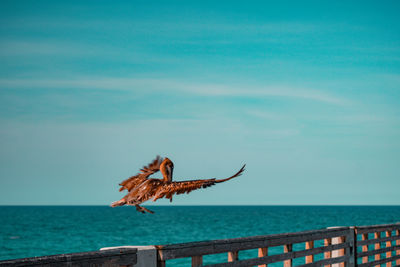 Bird flying over sea against sky