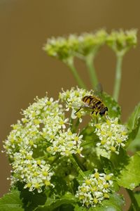 Close-up of bee pollinating on flower