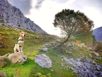 Dog standing on rock against sky