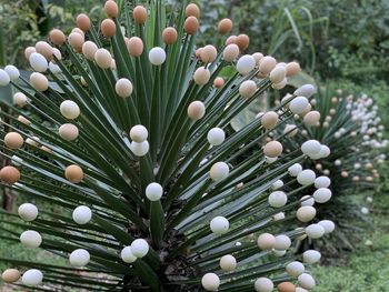 High angle view of white egg shells on plants at bellavista santa cruz island galapagos 