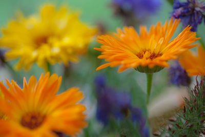 Close-up of orange flowering plant