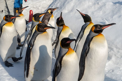 High angle view of penguins on snow