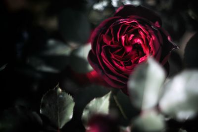 Close-up of red rose blooming outdoors