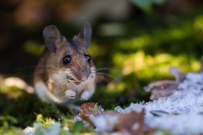 Close-up of mouse outdoors