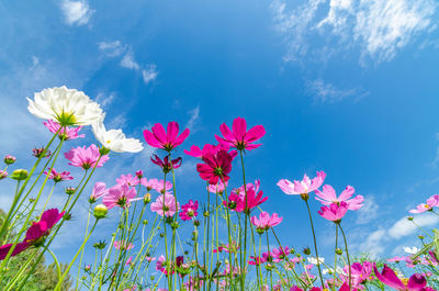 Close-up of pink cosmos flowers against blue sky