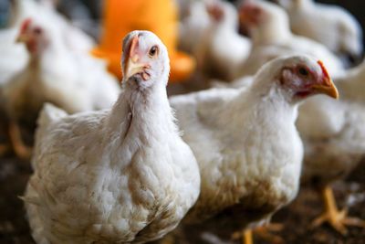 Close-up of white hens on field