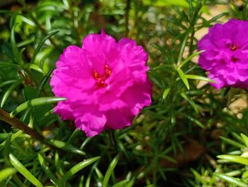 Close-up of pink flowering plant on field